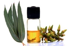 Eucalyptus oil to treat onychomycosis