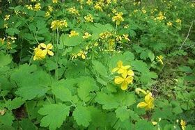 Celandine treats toenail fungus