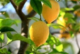 Lemon treats foot fungus